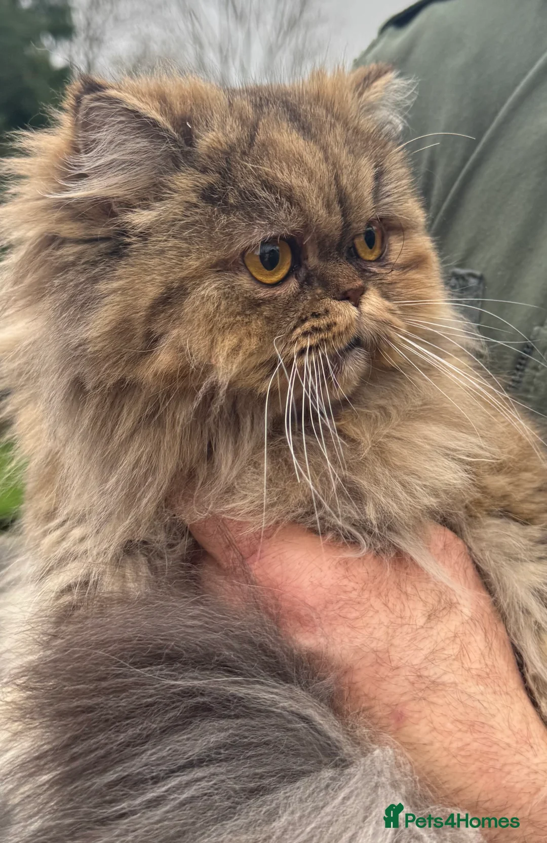 Persian cats for sale: Beautiful young Chinchilla Persian sisters - Advert 1