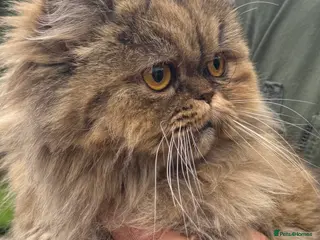 Persian cats Beautiful young Chinchilla Persian sisters - Advert 1