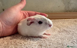 Guinea Pig rodents for sale: Pair of female guinea pigs  - Image 1