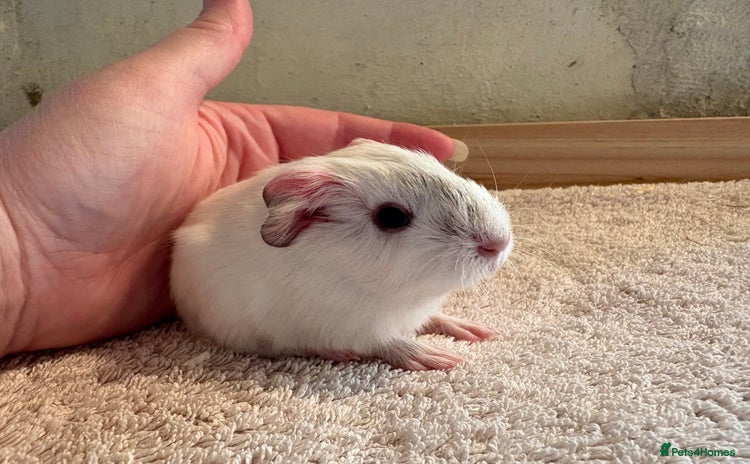 Guinea Pig rodents - Advert 4