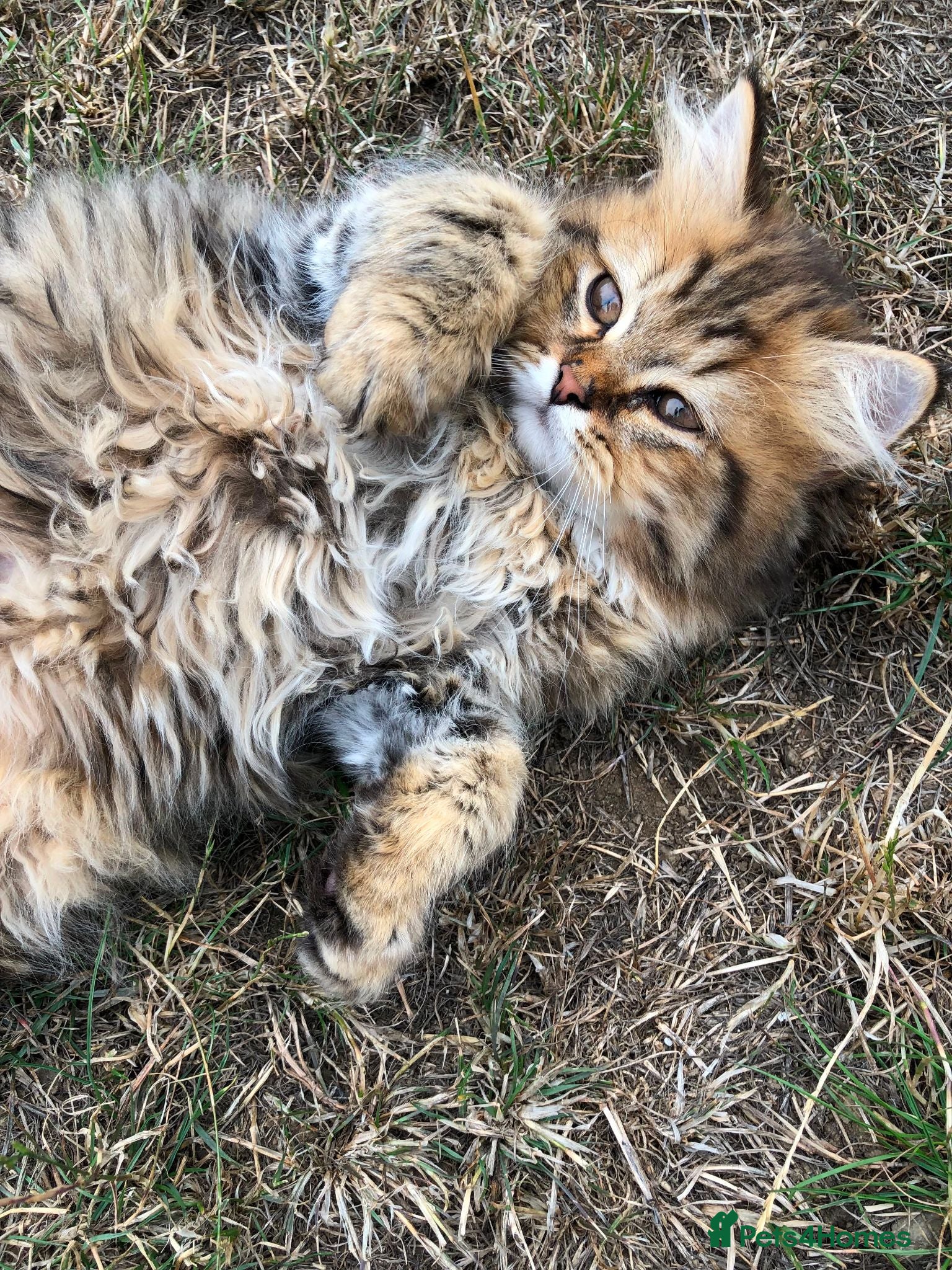 British Longhair cats Pure British Long Haired Kittens for sale. - Advert 2