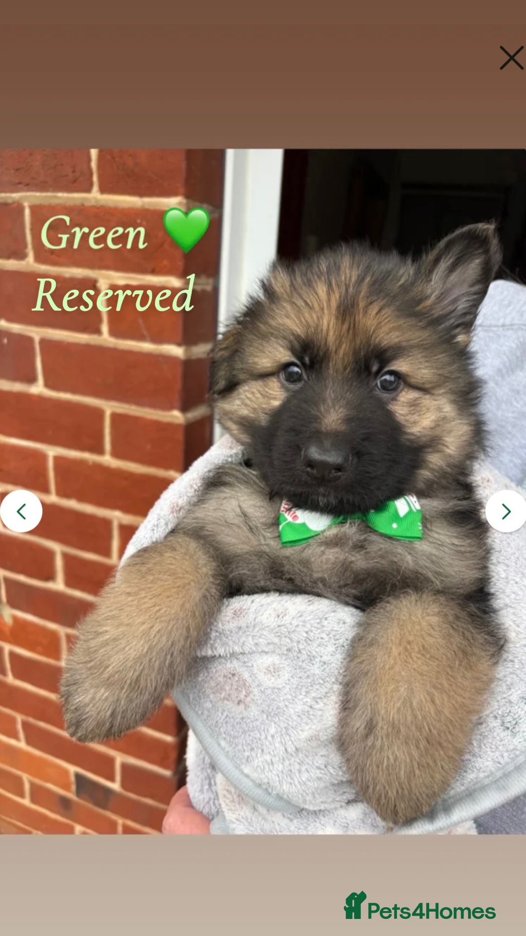 German Shepherd dogs for sale: Pedigree German Shepherd Puppies - Advert 11