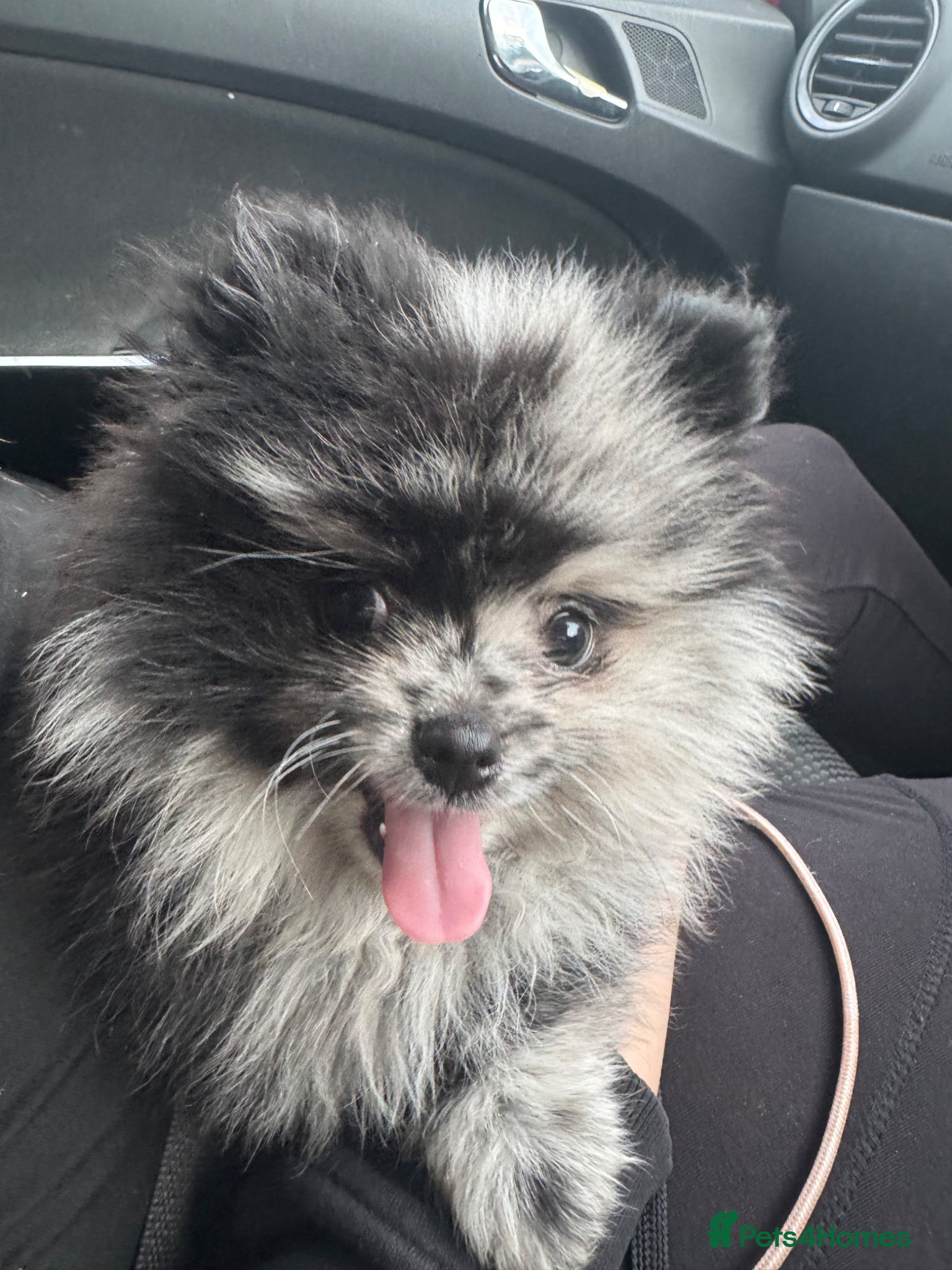 Pomeranian dogs Stunning Pomeranian male for stud  - Advert 1