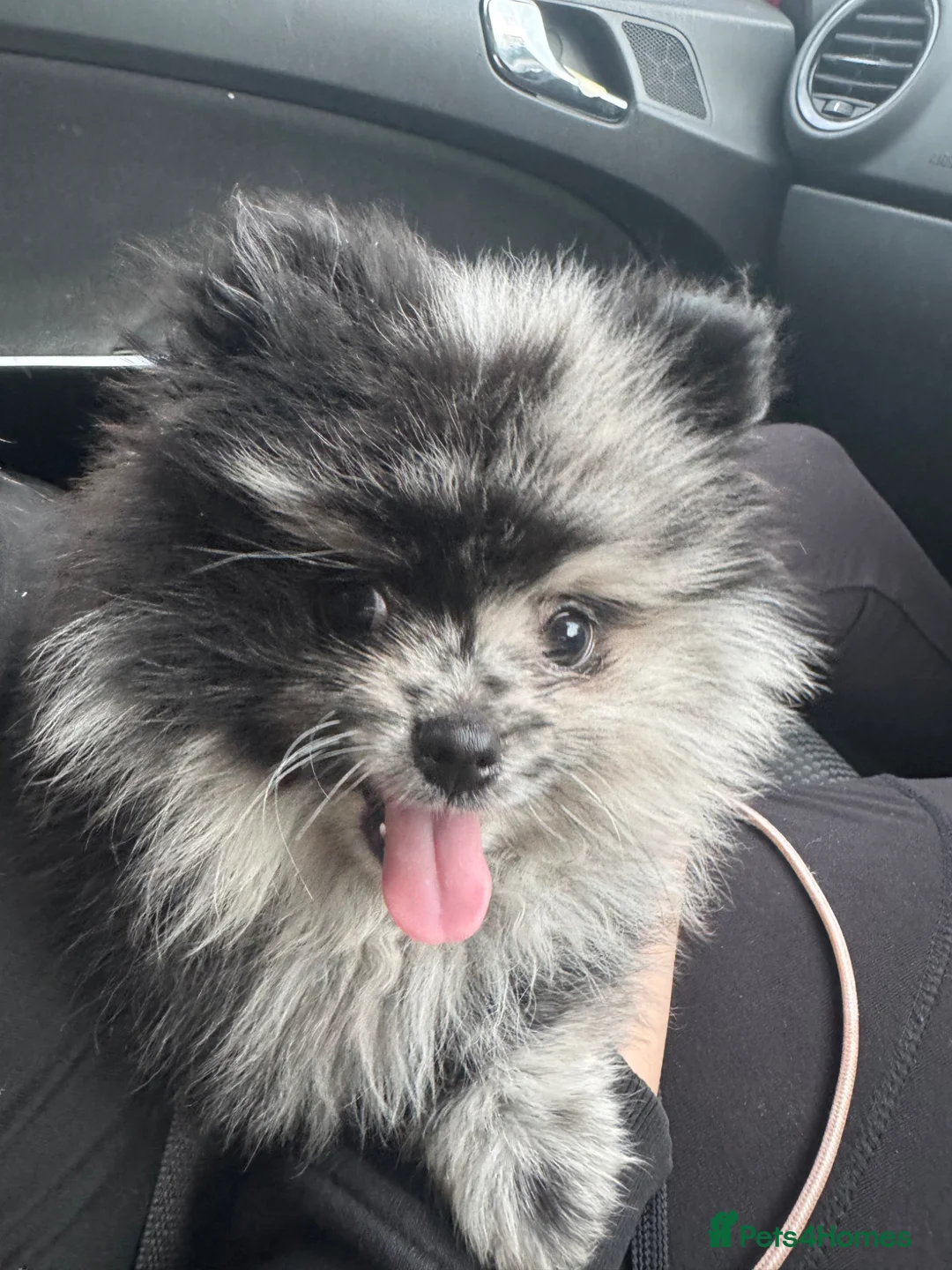 Pomeranian dogs for stud: Stunning Pomeranian male for stud  in Colne - Advert 1