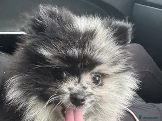 Pomeranian dogs Stunning Pomeranian male for stud - Advert 1