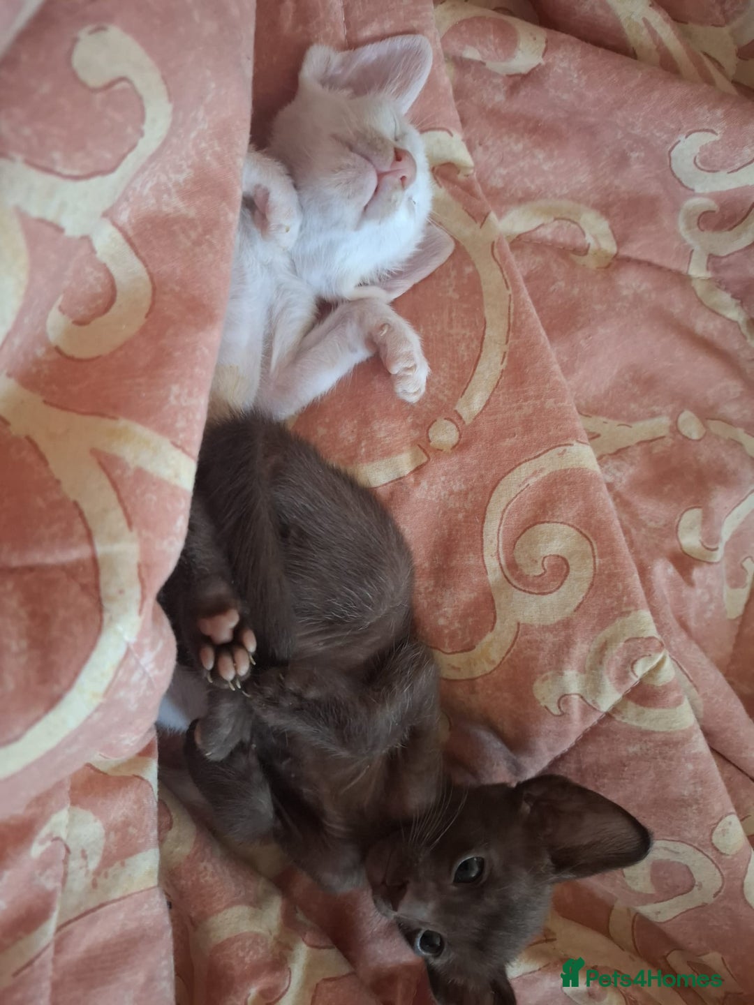 Oriental cats for sale: Stunning oriental kittens  - Image 3