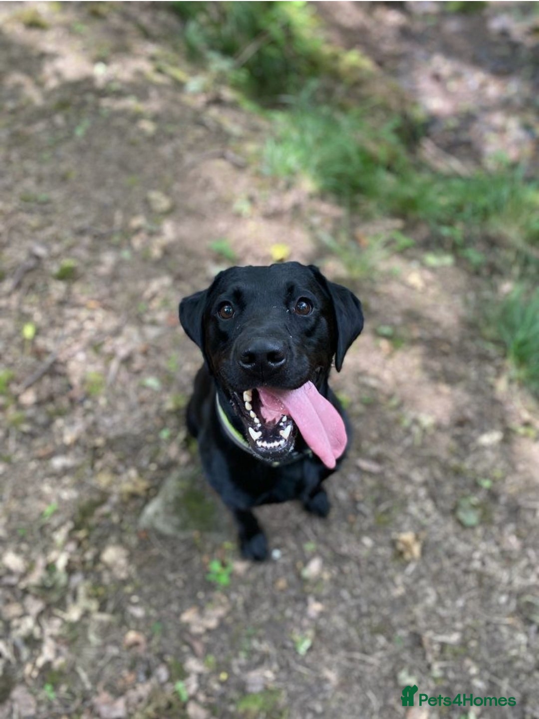 Labrador Retriever dogs for stud: Proven KC Labrador Stud in Stoke-on-Trent - Image 5
