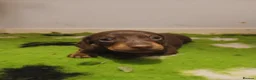 Dachshund dogs for sale: Uno the Dachshund - Advert 5
