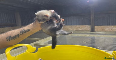 Ferret rodents - Advert 3