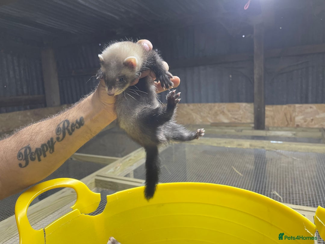 Ferret rodents for sale: Ferret kits for sale  - Image 3