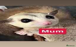 Sugar Glider rodents for sale: 7 sugar gliders for sale - Image 2