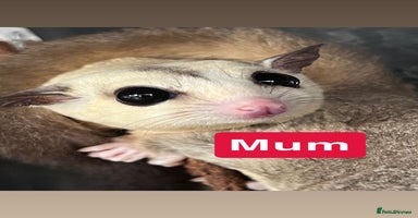 Sugar Glider rodents - Advert 4