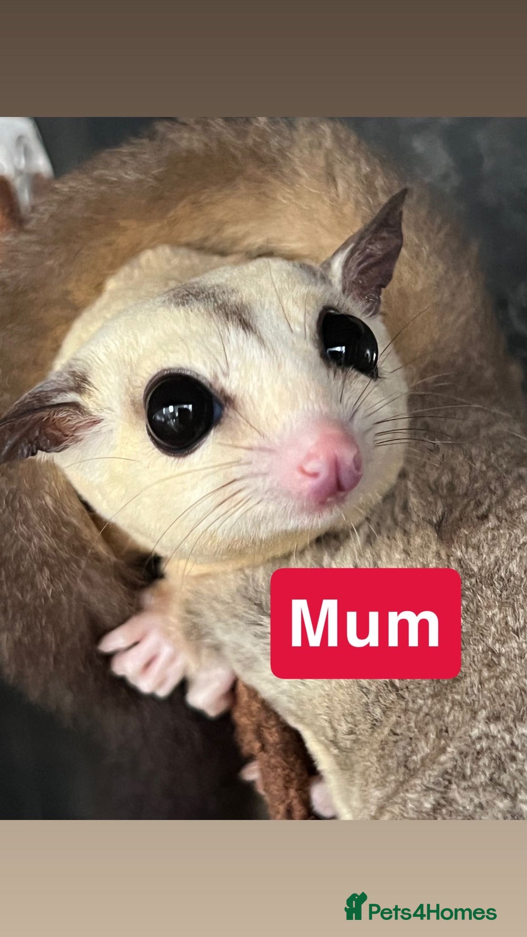 Sugar Glider rodents for sale: 7 sugar gliders for sale - Image 2