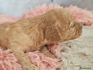 Cavapoo dogs Delightful Cavapoo puppies - Advert 3