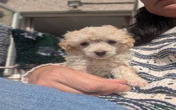 Miniature Poodle dogs for sale: Beautiful KC registered miniature poodles  - Image 7