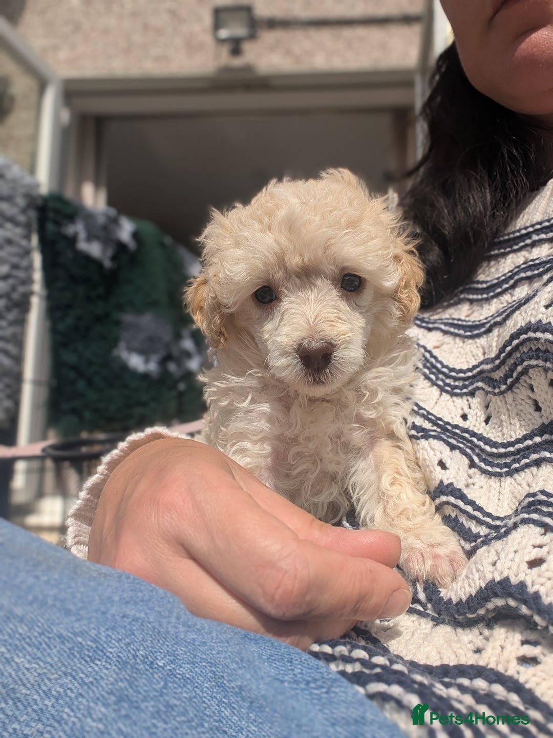 Miniature Poodle dogs for sale: Beautiful KC registered miniature poodles  - Image 7