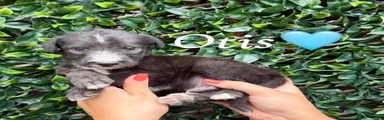 Lurcher 1