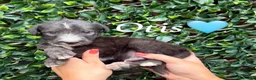 Lurcher dogs for sale: Beautiful Bedlington Whippet Puppies 🐾 - Advert 1