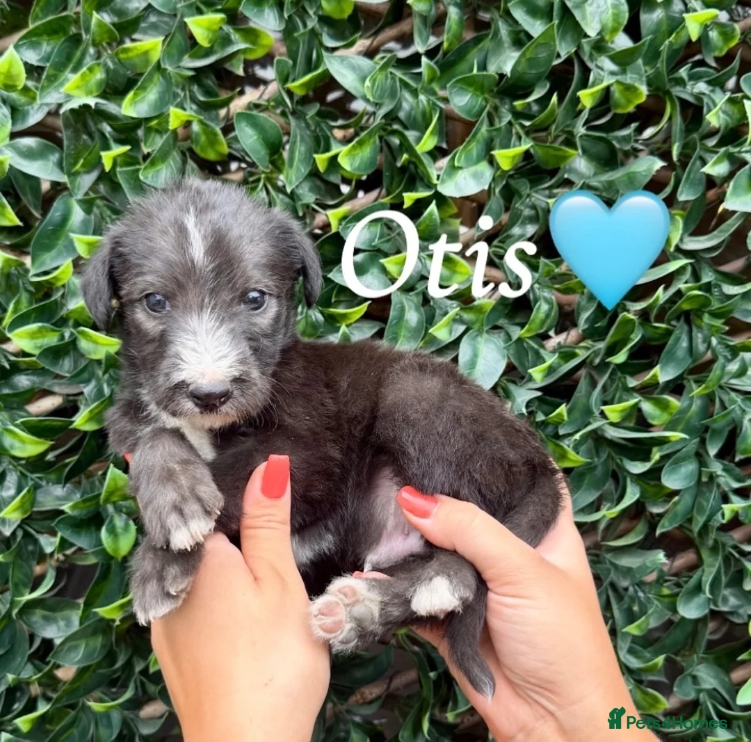 Lurcher dogs for sale: Beautiful Bedlington Whippet Puppies 🐾 - Advert 1