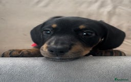 Miniature Dachshund dogs for sale: Ready for new homes Mini Dachshund  - Image 4