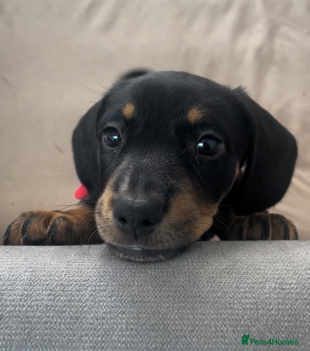 Miniature Dachshund dogs for sale: Ready for new homes Mini Dachshund  - Image 4