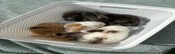 Dwarf Lop rabbits for sale: Bunnies looking for forever homes x - Advert 5
