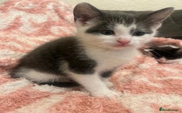 Mixed Breed cats for sale: 5 beautiful kittens looking for forever home  - Image 6