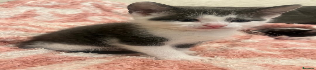 Mixed Breed Kitten 2