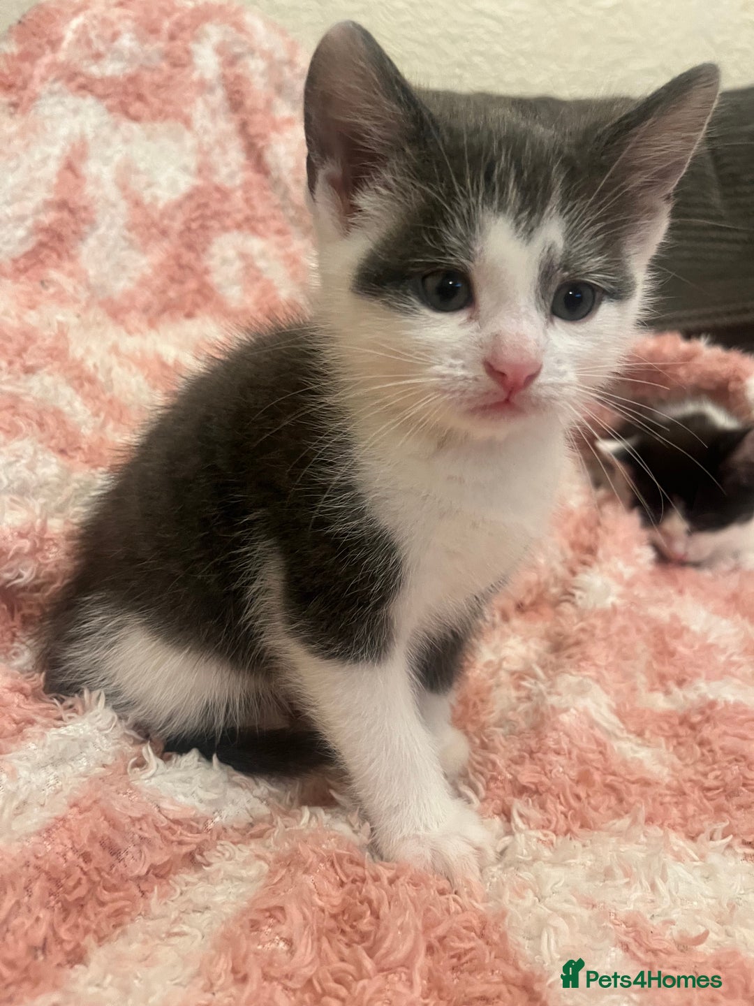 Mixed Breed cats for sale: 5 beautiful kittens looking for forever home  - Image 6