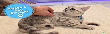 Kitten 5 boy Straight