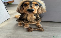 Cocker Spaniel dogs for stud: Simba the stud - Image 1