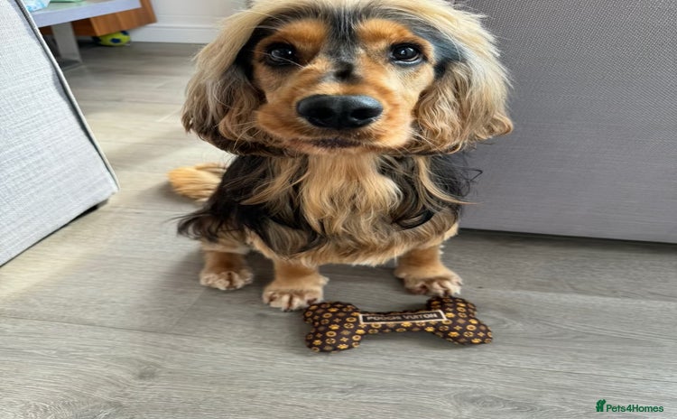 Cocker Spaniel dogs - Advert 1