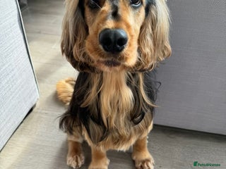 Cocker Spaniel dogs - Advert 1