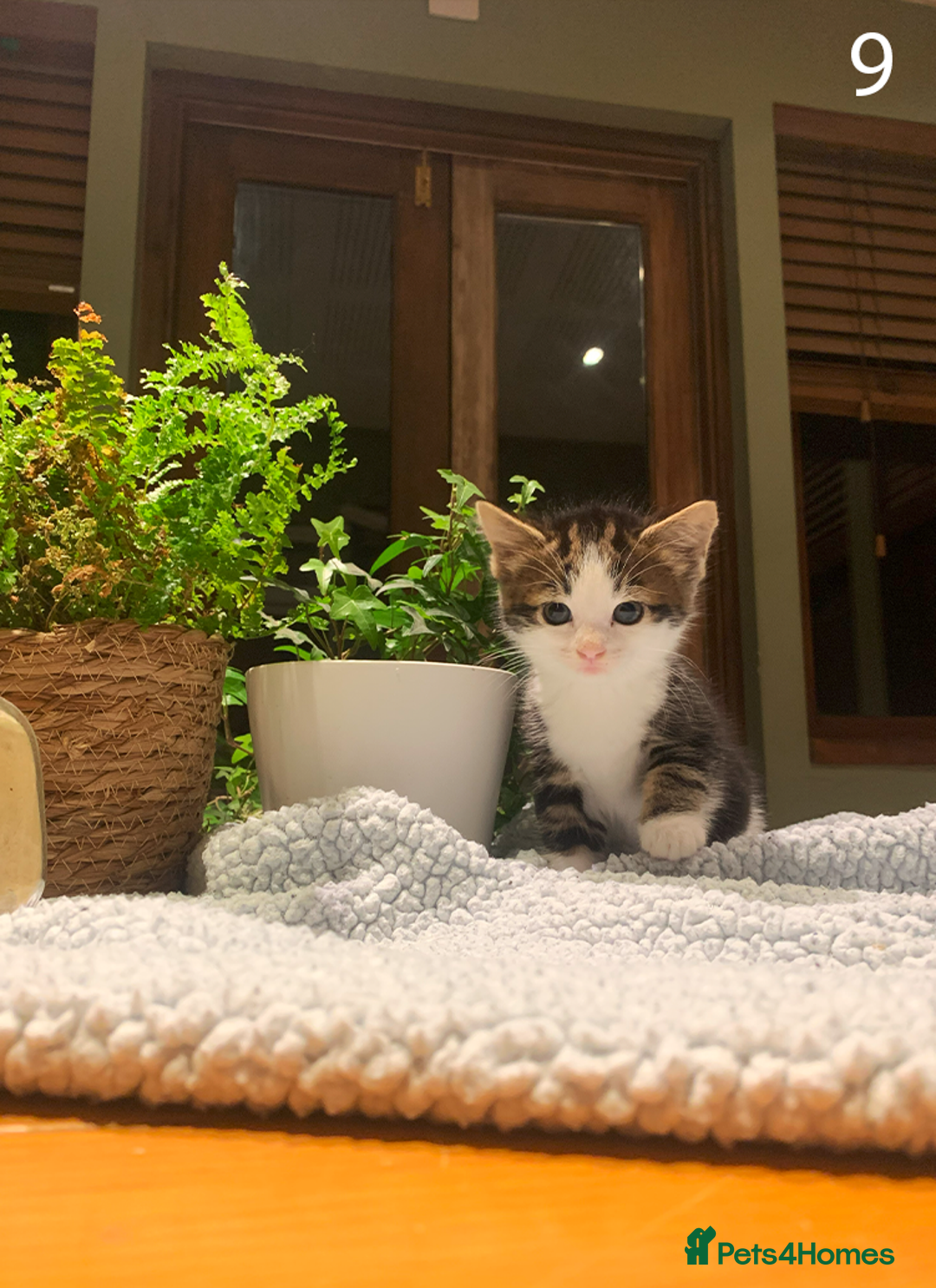 Mixed Breed cats for sale: KITTENS! Batch of cuties for sale in Basinsgtoke - Image 15