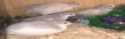 Quail poultry for sale: QUAILS/CHINESE PAINTED BUTTONS ! - Advert 17