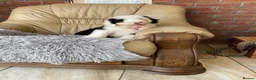 Old English Sheepdog dogs for sale: Two girls available  - Advert 7