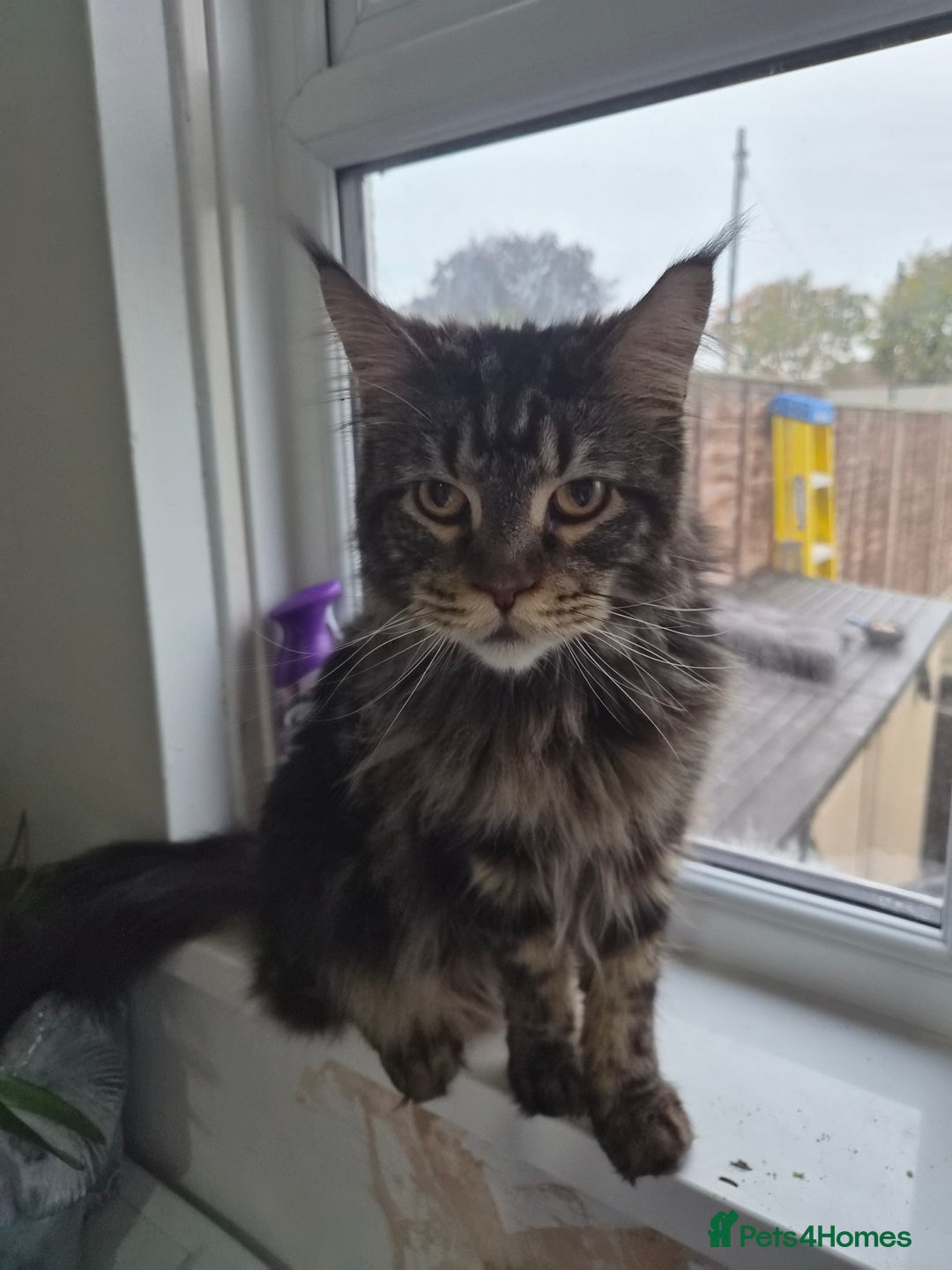 Maine Coon cats for sale: 1 year maine coon - Image 1