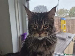 Maine Coon cats for sale - Advert 2