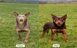 Australian Kelpie dogs for sale: Australian Kelpie Puppies WKC Registered - Image 7