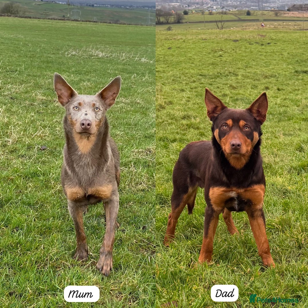 Australian Kelpie dogs for sale: Australian Kelpie Puppies WKC Registered - Image 7