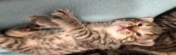 Mixed Breed cats for sale: Gorgeous British Short Hair Cross Baby Lions 🦁  - Advert 16