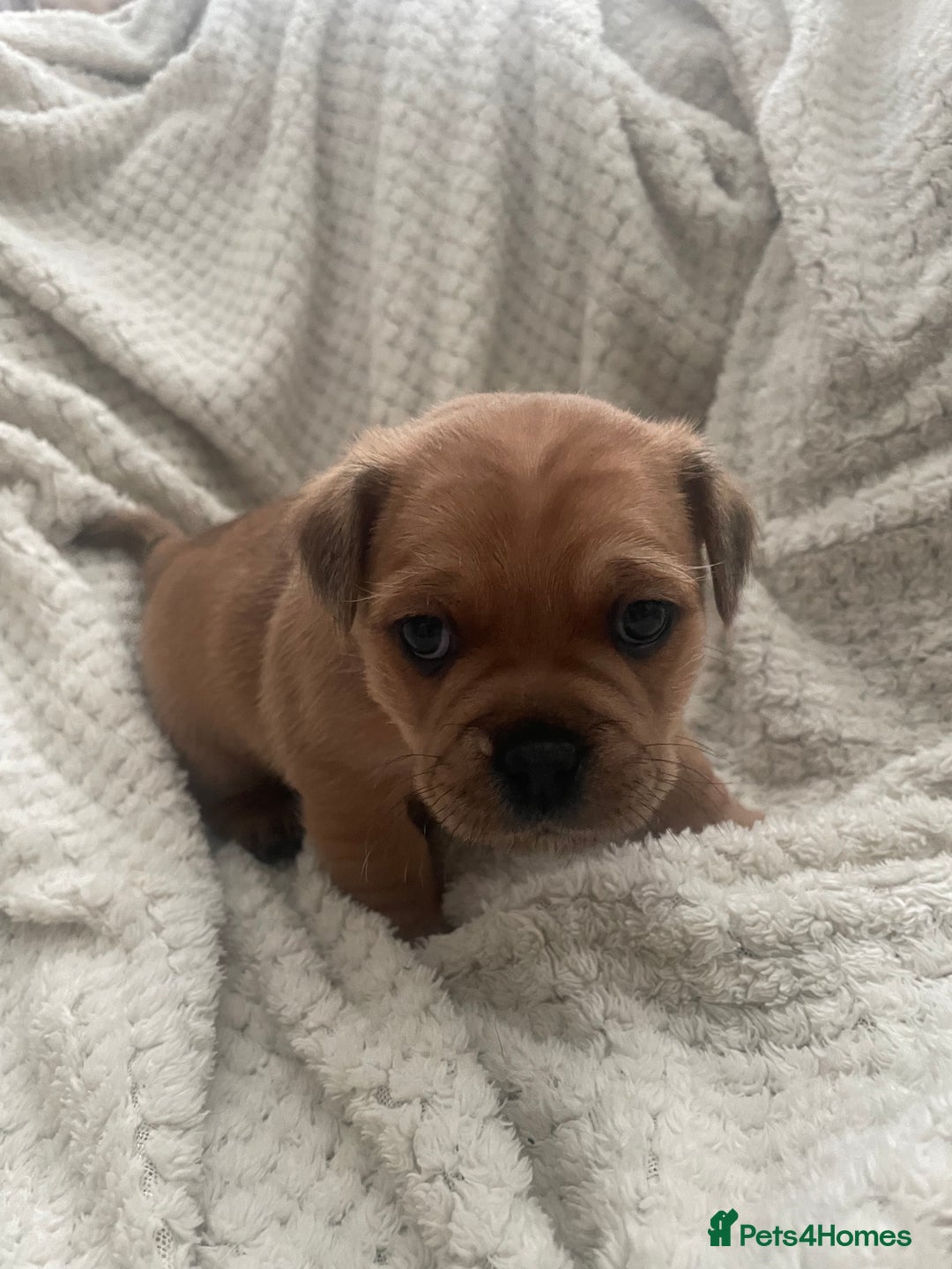 Jug dogs for sale: Jug puppies for sale 4 boys 2 girls 5 weeks old - Advert 6