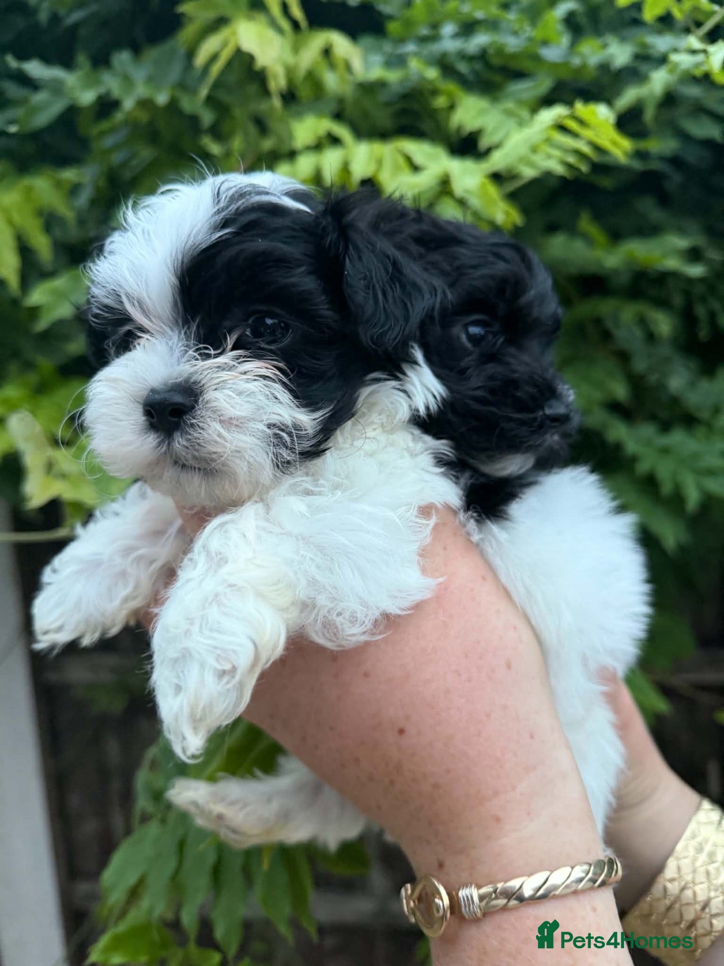 Maltipoo dogs 🐾 TINY F1B MALTIPOO PUPPIES 🐾 - Advert 2