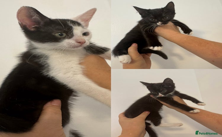 Domestic Shorthair cats - Advert 1