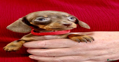 Miniature Dachshund dogs - Advert 7