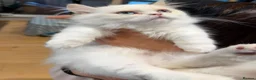 Munchkin cats for sale: ✨ Adorable TICA Registered Munchkin Kittens ✨ - Advert 20