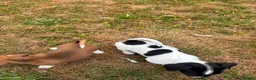 Jack Russell dogs for sale: Jack Russell puppies for sale - Advert 4