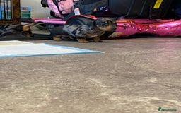 Miniature Dachshund dogs for sale: Miniature dachshund  - Image 2