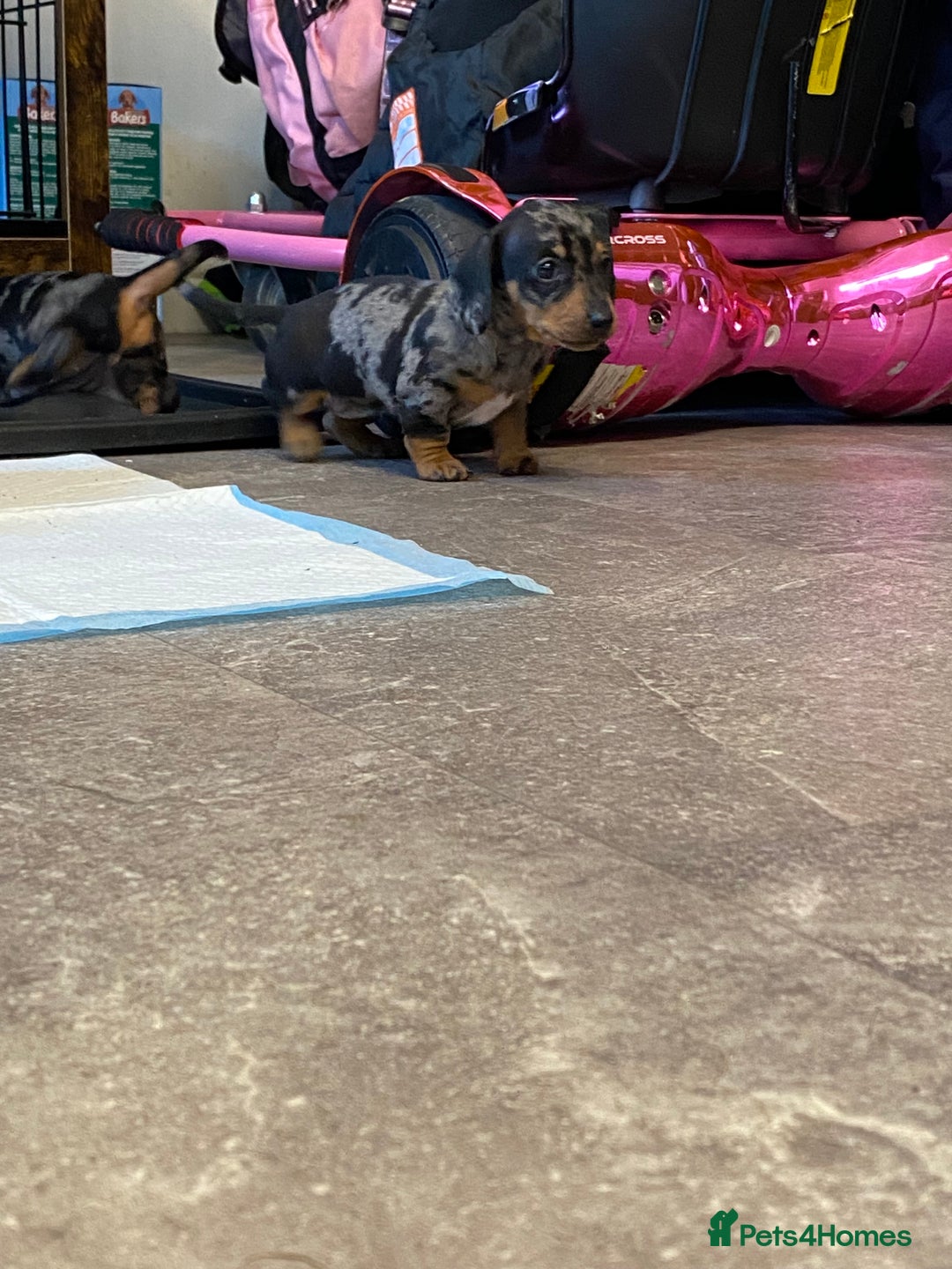 Miniature Dachshund dogs for sale: Miniature dachshund  - Image 2