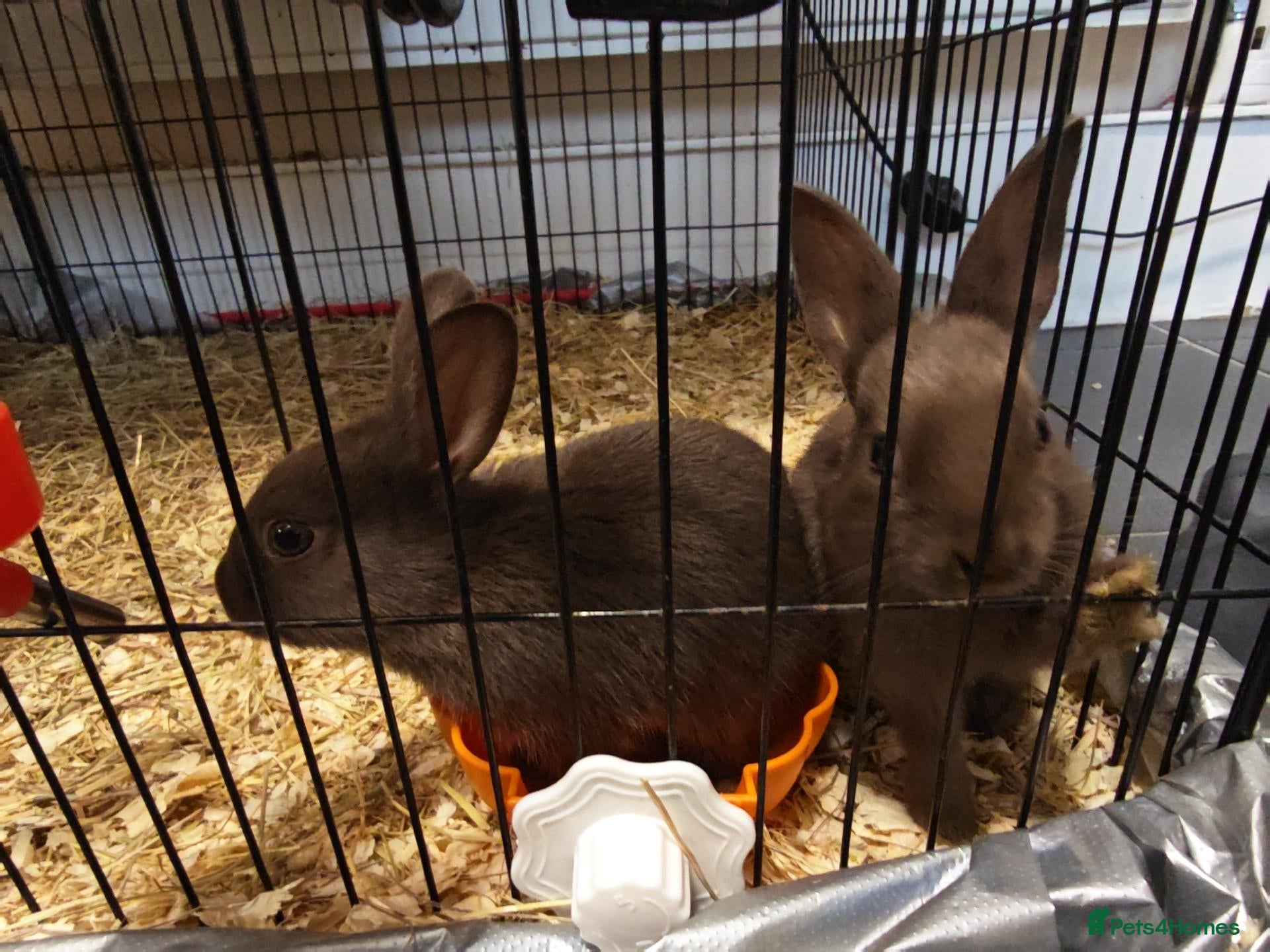 Mixed Breed rabbits Chocolate baby Bunnie's  - Advert 2